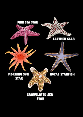 Sea Star Types Starfish Species Underwater Marine Starfish