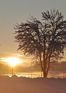 Snowy Sunset Landscape