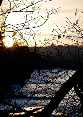 Sunset Through Branches