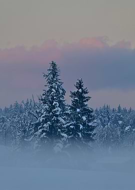 Snowy Forest at Dusk