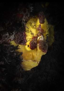 Yellow Frogfish in Coral