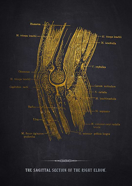 Right Elbow Anatomy