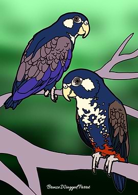 Bronze-winged Parrots