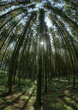 Sunbeams Through Trees