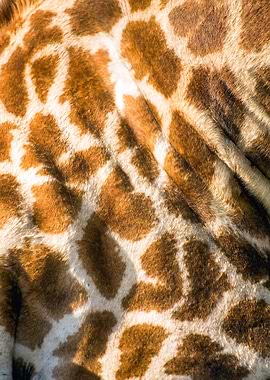 South Africa, Eastern Cape, Giraffe