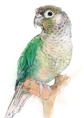 Turquoise Green Cheeked Conure
