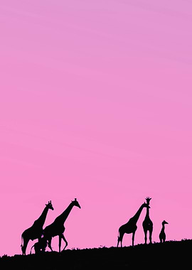 South Africa, Eastern Cape, Addo Elephant National Park, Giraffe at dusk