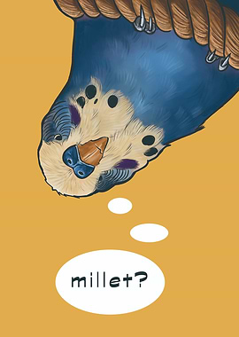 Parakeet Thinking About Millet