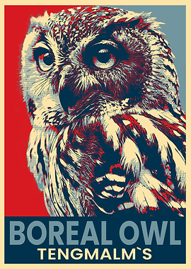 Boreal Owl Poster