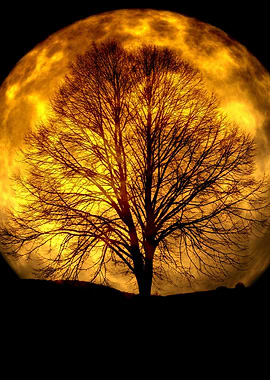 Silhouette Tree and Moon