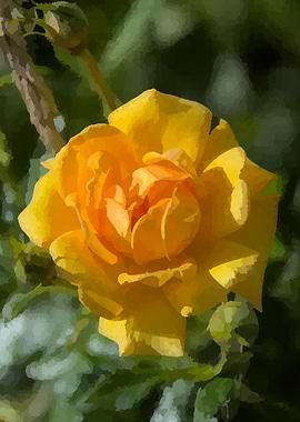 Yellow Rose Blossom