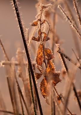 Frosted Winter Leaves