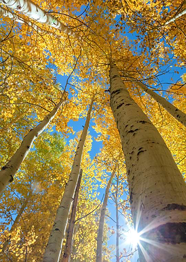 Golden Aspen Trees