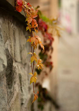 Autumn Vine on Stone Wall