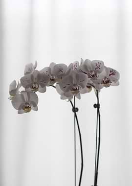 White Orchid with Purple Spots