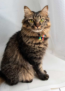 Brown Tabby Cat with Colorful Collar