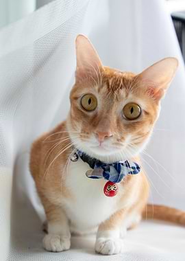 Orange Tabby Cat with Japanese Bow Tie