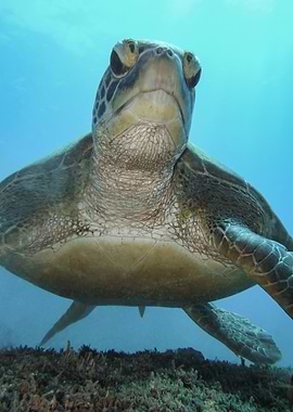 Sea Turtle Underwater