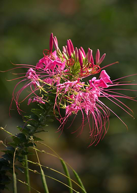 Blooming Spiny Pink Spider flower, Cleome sp.