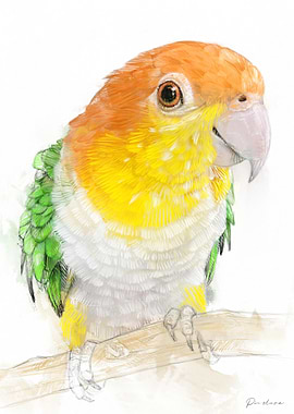 Caique Parrot