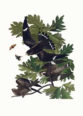 Nighthawks in A White Oak