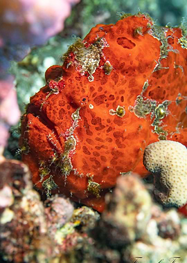 Orange Frogfish in Coral Reef