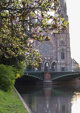 Church by the river, magnolia blossom, Saint Paul Church, Strasbourg, France