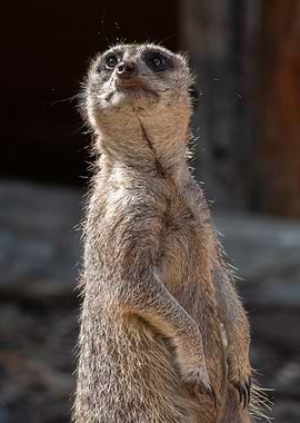 Meerkat Standing Tall