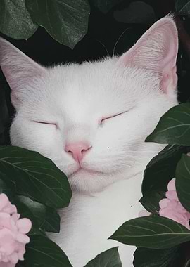 Sleeping White Cat