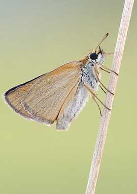 Brown Skipper Butterfly