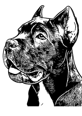 Cane Coso Dog Portrait in Black and White