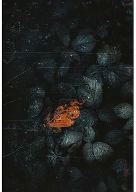 Autumn Leaf on Dark Ground