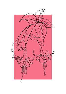Fuchsia Flower Line Art