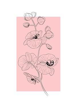 Orchid Line Art