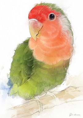 Green and Red Lovebird