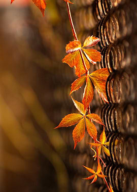 Autumn Vine on Wall