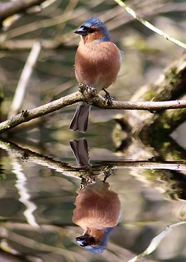 Chaffinch on a Branch
