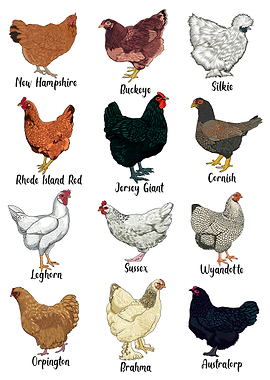 Chickens - Chicken Breeds Illustration
