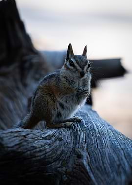 Chipmunk on a Log Photograph