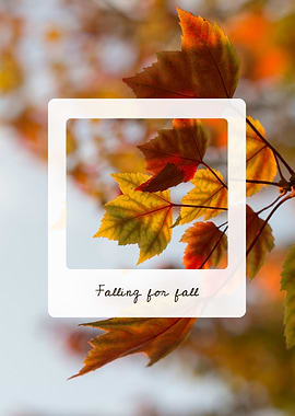 Falling for Fall Leaves