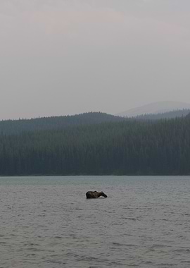 Moose in a Lake