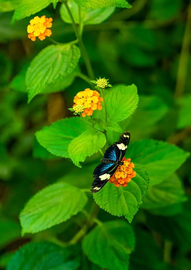 Butterfly on Flower