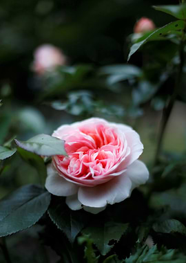 Pink Rose in Bloom