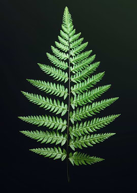 Fern Leaf on Black