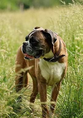 Boxer Dog in Grass