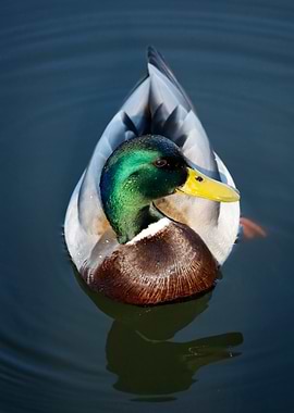 Mallard Duck in Water