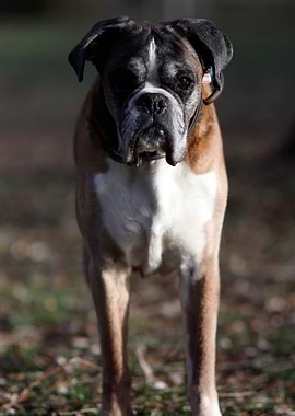 Boxer Dog Portrait (Marie)
