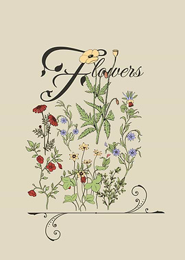 Floral Illustration Coneflowers