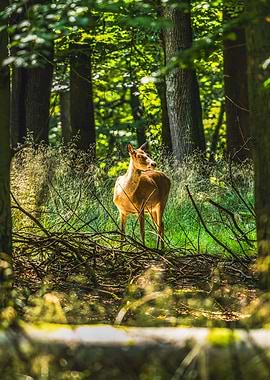 Deer in Forest