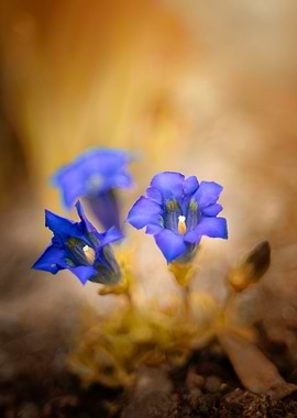 Blue Gentian Flowers